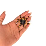 عنکبوت دکوری هالووین